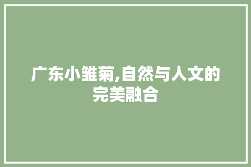 广东小雏菊,自然与人文的完美融合