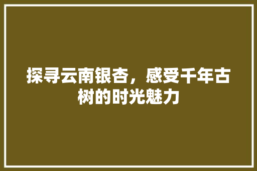 探寻云南银杏，感受千年古树的时光魅力