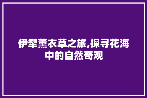 伊犁薰衣草之旅,探寻花海中的自然奇观