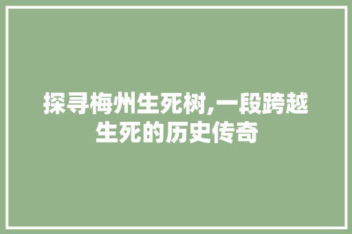 探寻梅州生死树,一段跨越生死的历史传奇  第1张