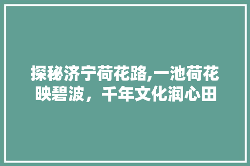 探秘济宁荷花路,一池荷花映碧波，千年文化润心田