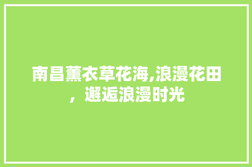 南昌薰衣草花海,浪漫花田，邂逅浪漫时光