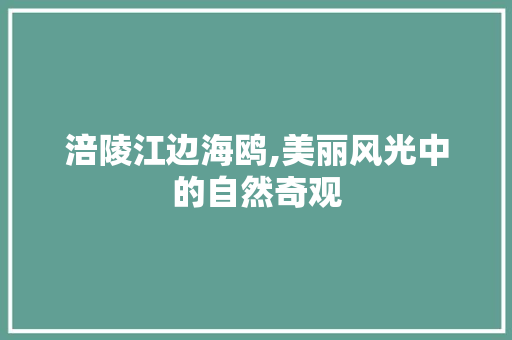涪陵江边海鸥,美丽风光中的自然奇观