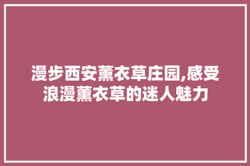 漫步西安薰衣草庄园,感受浪漫薰衣草的迷人魅力