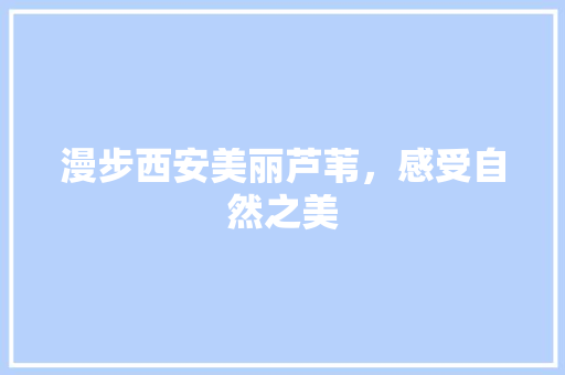 漫步西安美丽芦苇，感受自然之美