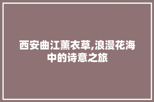 西安曲江薰衣草,浪漫花海中的诗意之旅