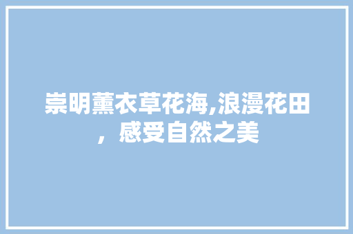 崇明薰衣草花海,浪漫花田，感受自然之美