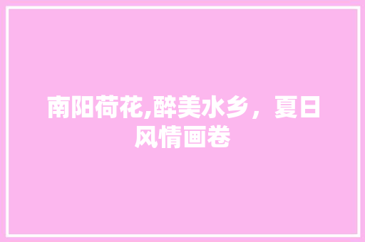 南阳荷花,醉美水乡，夏日风情画卷