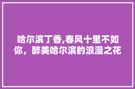 哈尔滨丁香,春风十里不如你，醉美哈尔滨的浪漫之花  第1张