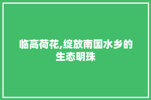 临高荷花,绽放南国水乡的生态明珠  第1张