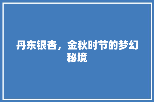 丹东银杏，金秋时节的梦幻秘境