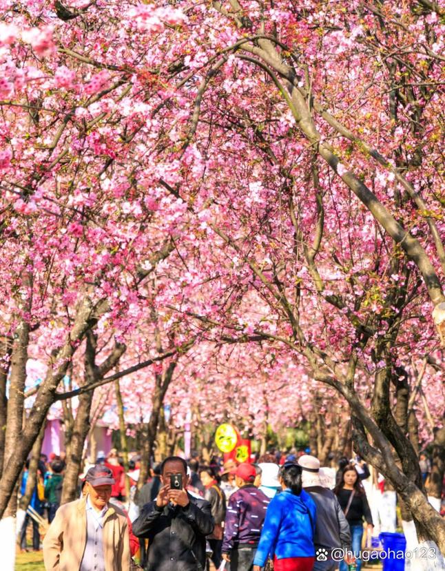 云南樱花打卡圣地,赏花与历史的交融之旅