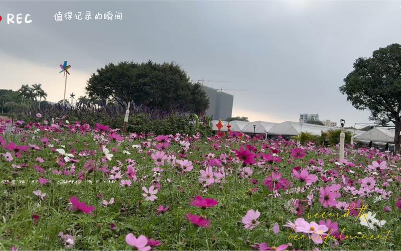 南宁鲜花盛景,探寻城市中的浪漫角落 第2张 南宁鲜花盛景,探寻城市中的浪漫角落 第2张