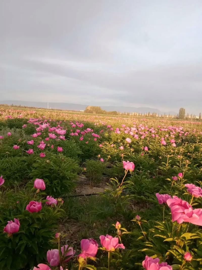 北京芍药公园,春日赏花胜地，历史与现代的完美融合
