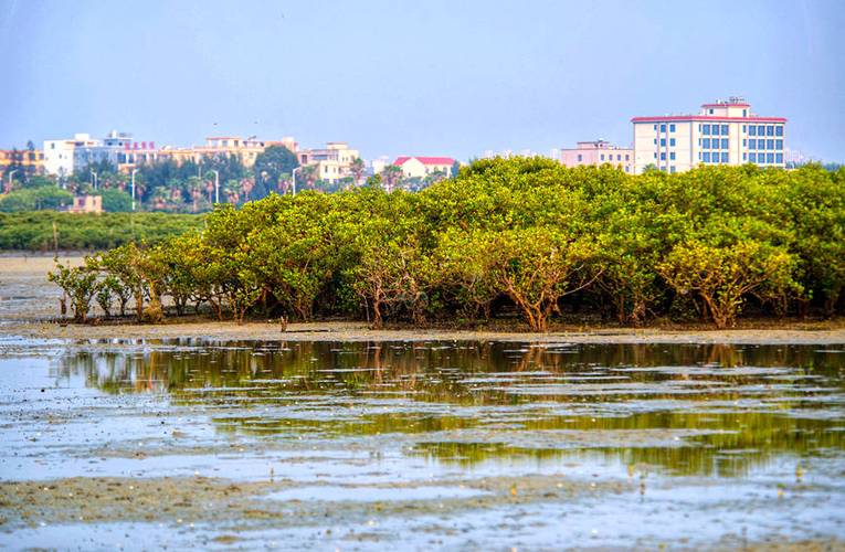 北海树林,自然生态的绿洲,心灵栖息的家园 第2张 北海树林,自然生态的绿洲,心灵栖息的家园 第2张