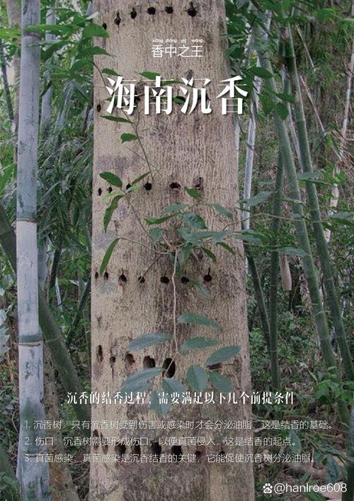 华山沉香,探寻中华五千年文化的神秘瑰宝 第2张 华山沉香,探寻中华五千年文化的神秘瑰宝 第2张