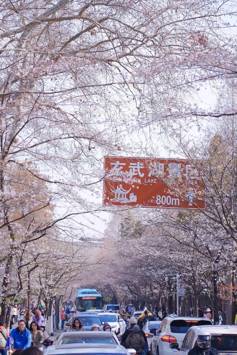 南京樱花盛开，赏花之旅中的诗意漫步