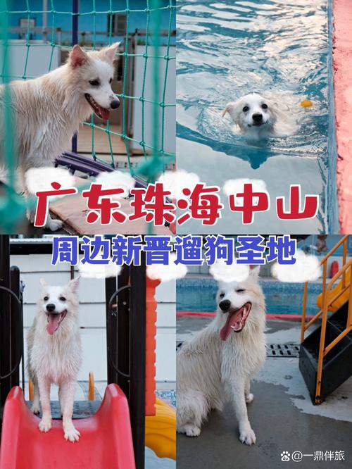 南沙带狗景点大盘点,与宠物共度的欢乐时光