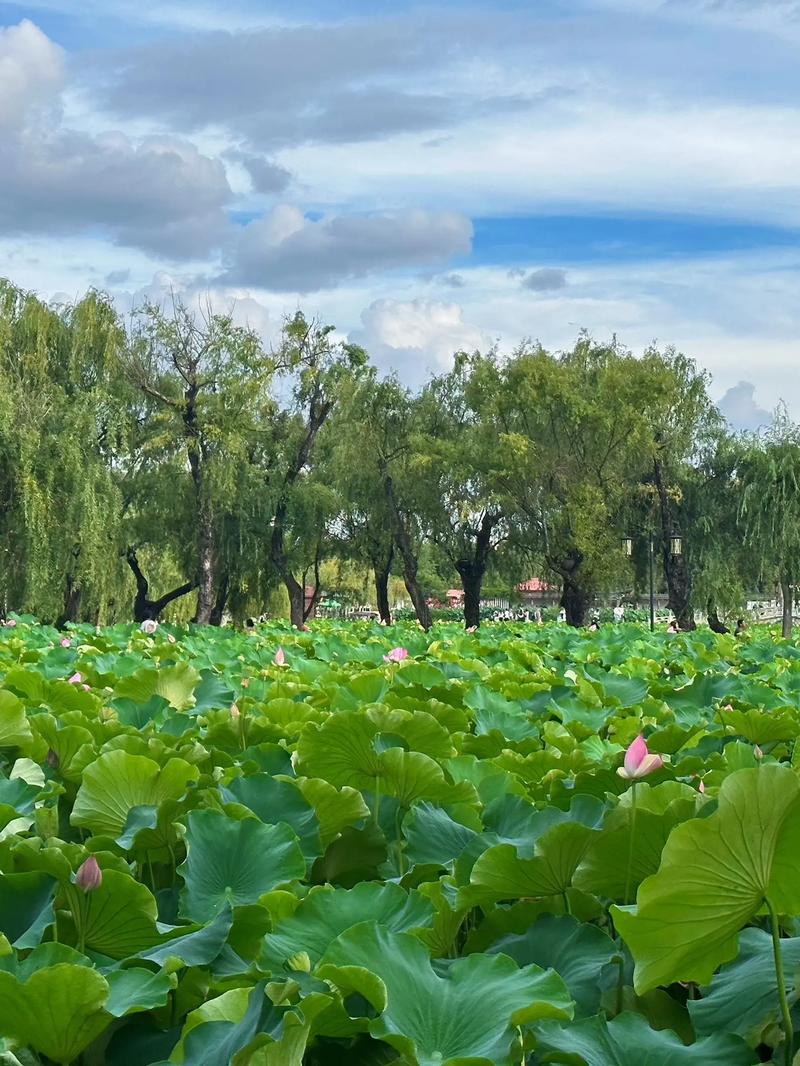 夏日昆明,探秘高原春城的无穷魅力 第2张 夏日昆明,探秘高原春城的无穷魅力 第2张