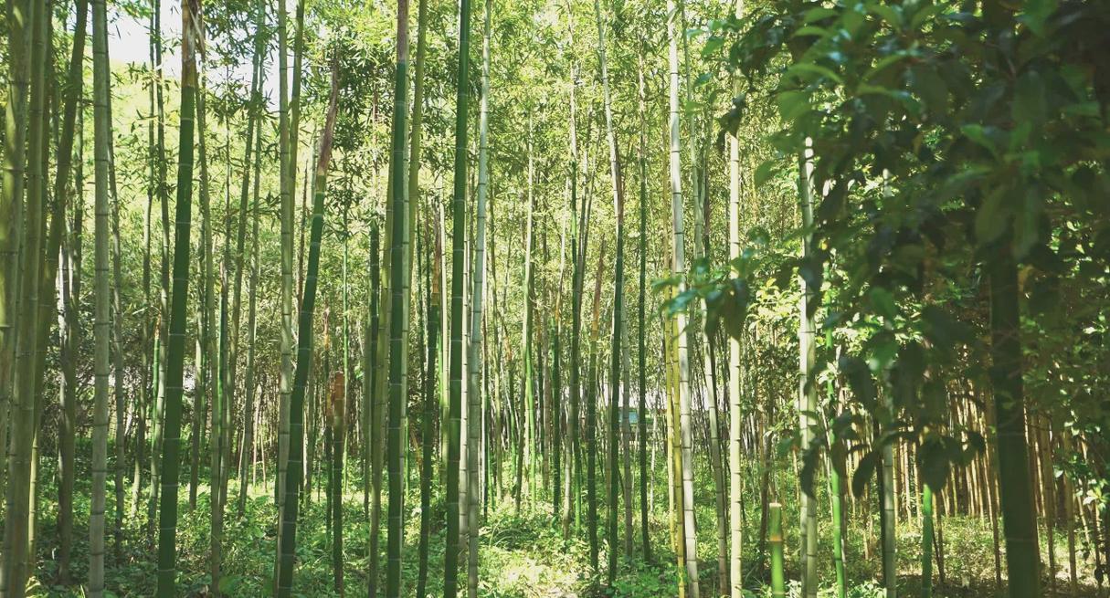 宜兴竹海,大自然的绿色宝库,心灵栖息的宁静之地 第2张 宜兴竹海,大自然的绿色宝库,心灵栖息的宁静之地 第2张