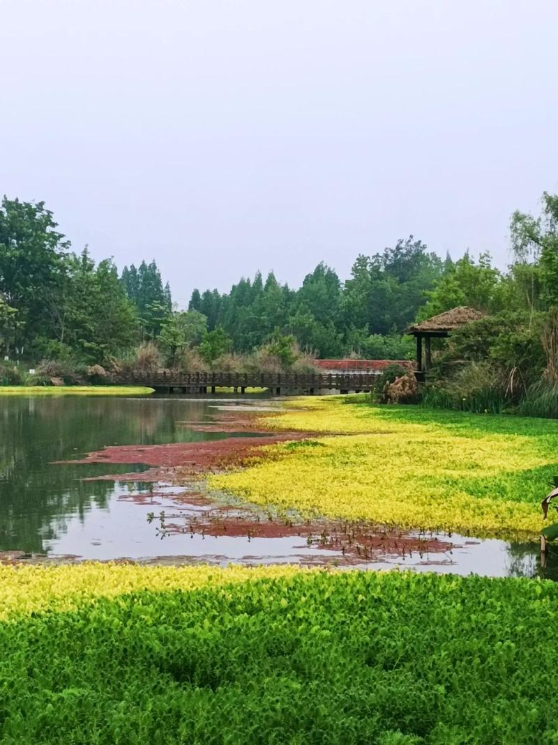 崇州周边湖泊,宁静与美丽的交汇之地