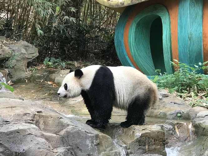 广州熊猫乐园,探秘国宝生活，领略羊城魅力