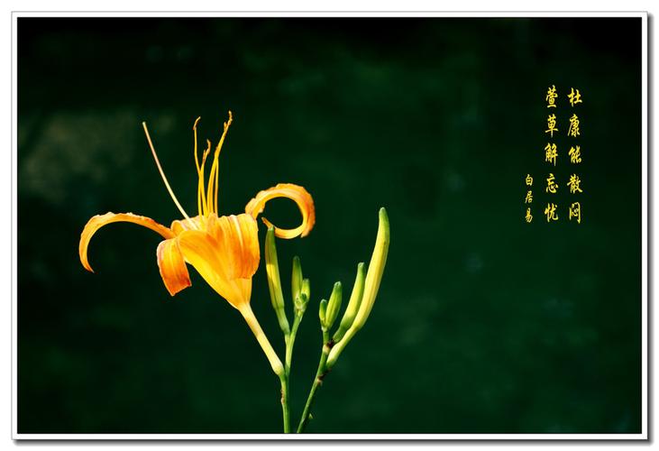 忘忧草,一方净土,心灵栖息之地 第2张 忘忧草,一方净土,心灵栖息之地 第2张