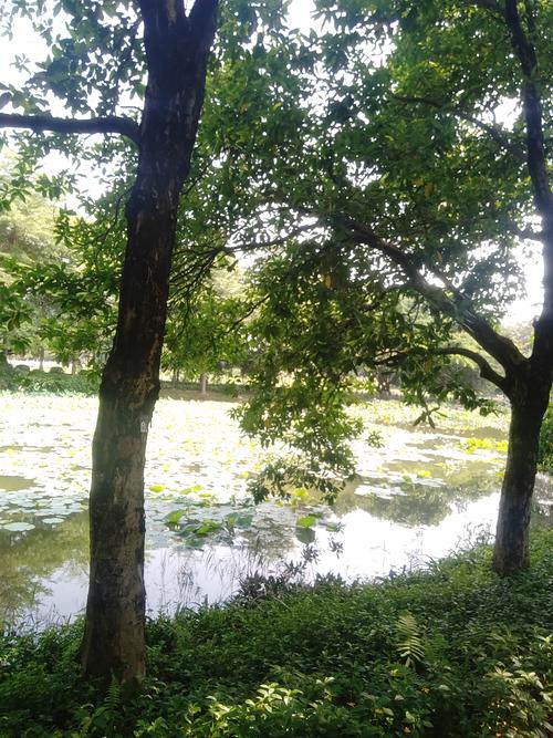 慈溪竹山公园,生态宜居的绿色天堂 第2张 慈溪竹山公园,生态宜居的绿色天堂 第2张