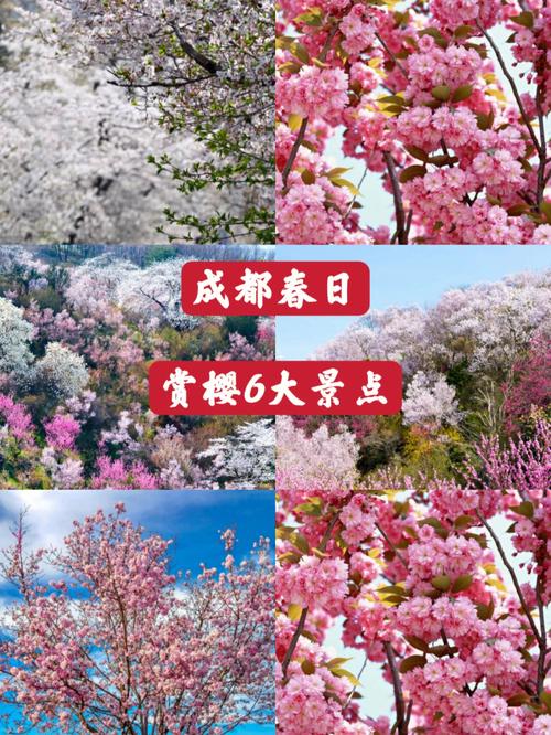 成都赏樱胜地,走进春天的诗行