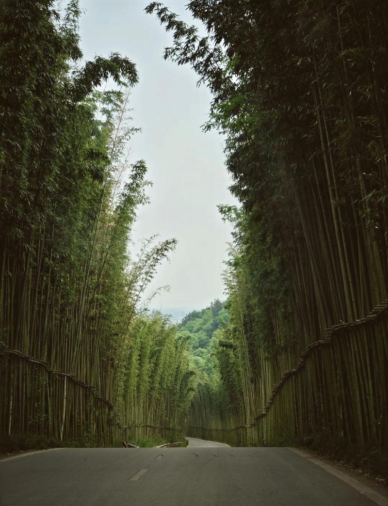 探寻崇州森林秘境,大自然的绿色宝藏