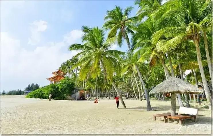 探寻泸州椰树沙滩，感受南国风情之美  第2张