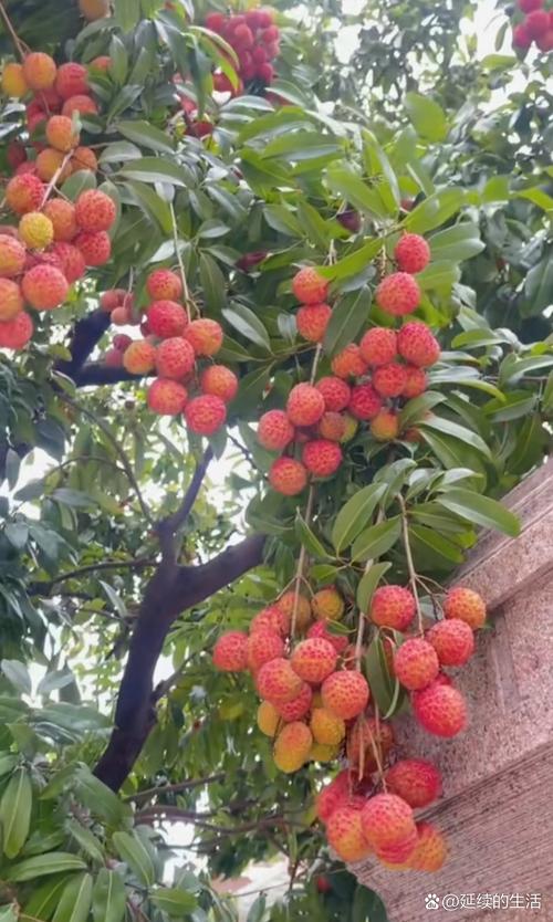 探寻自然之美,品味从化荔枝园的甜蜜时光 第2张 探寻自然之美,品味从化荔枝园的甜蜜时光 第2张