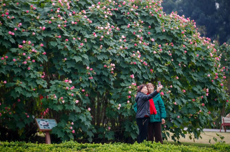 探寻花都芙蓉,千年古韵与现代魅力的完美融合 第2张 探寻花都芙蓉,千年古韵与现代魅力的完美融合 第2张