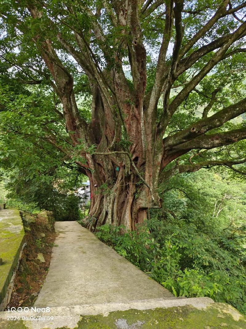 探秘东山榕树,千年古树见证历史变迁 第2张 探秘东山榕树,千年古树见证历史变迁 第2张