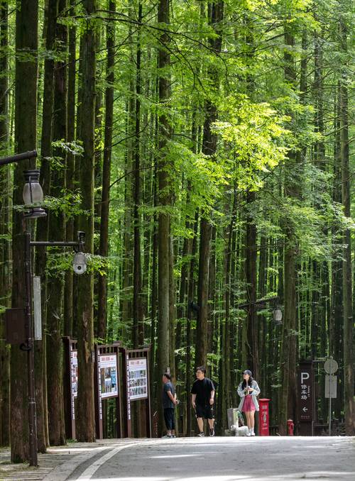 探秘南川高山公园,大自然的绿色氧吧，生态旅游的绝佳胜地