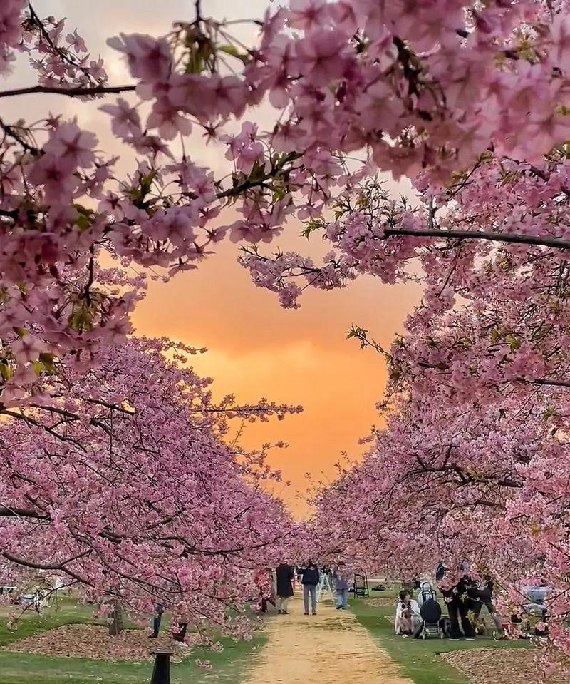 滁州樱花盛开,邂逅春日浪漫之旅 第2张 滁州樱花盛开,邂逅春日浪漫之旅 第2张