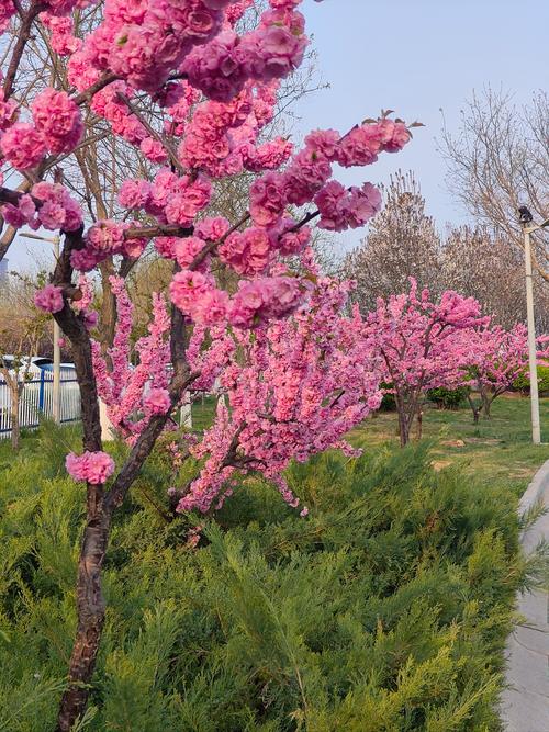 漫步安庆，踏青赏花正当时_介绍这座城市的春日美景