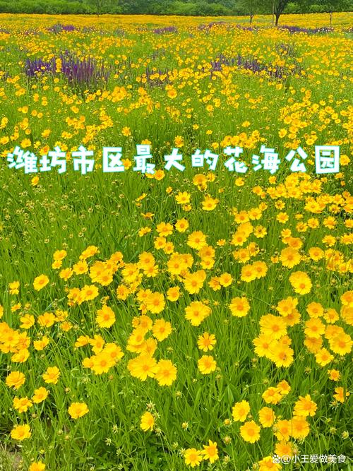 潍坊赏花公园,春意盎然的浪漫花海，领略千年文化底蕴