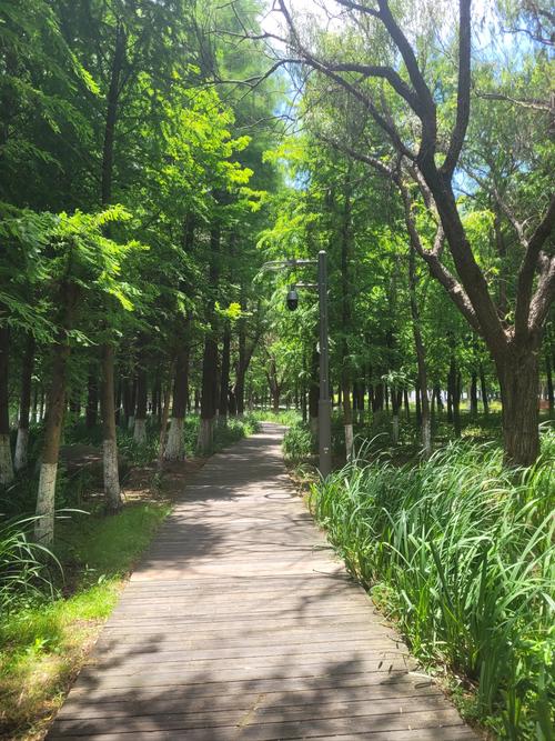 濮阳绿意盎然，公园景点漫步之旅