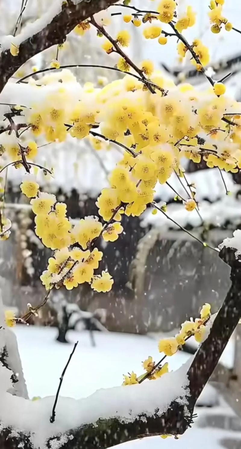 花都冬日美景，邂逅冬日里的诗与远方