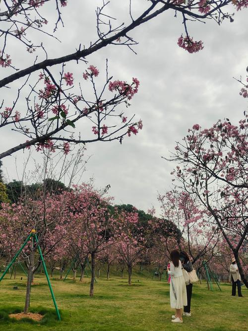 荆楚花海，樱落荆州_探寻荆州樱花景点的浪漫之旅