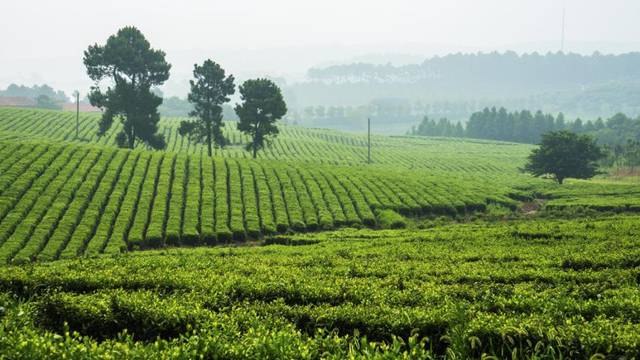 荆门湖滨公园,绿色画卷中的休闲胜地