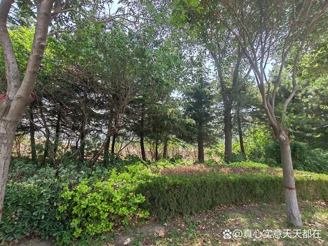 衢州山头公园,城市绿肺中的宁静天堂 第2张 衢州山头公园,城市绿肺中的宁静天堂 第2张