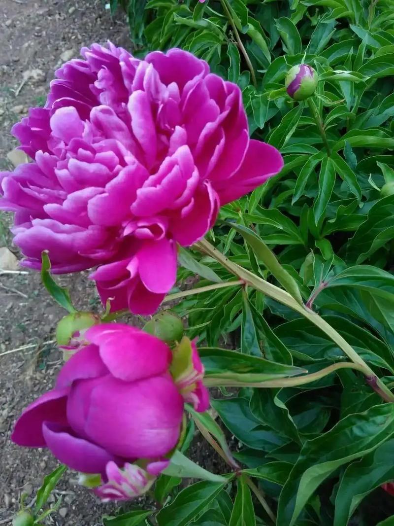贵州芍药花园,世间芍药,此处最佳 第2张 贵州芍药花园,世间芍药,此处最佳 第2张
