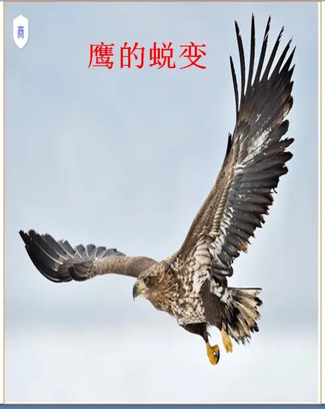 雏鹰出世,探秘自然奇观,感悟生命奇迹 第2张 雏鹰出世,探秘自然奇观,感悟生命奇迹 第2张
