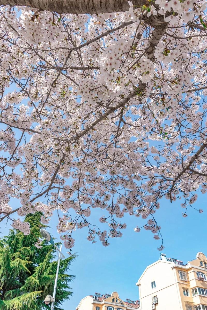青岛樱花烂漫时，诗意盎然赏花之旅