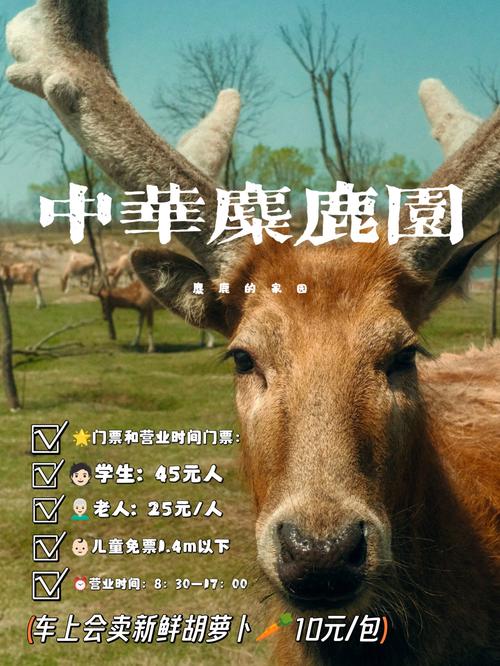 探寻安徽麋鹿花园,自然生态的瑰宝，人与动物和谐共生的典范  第2张