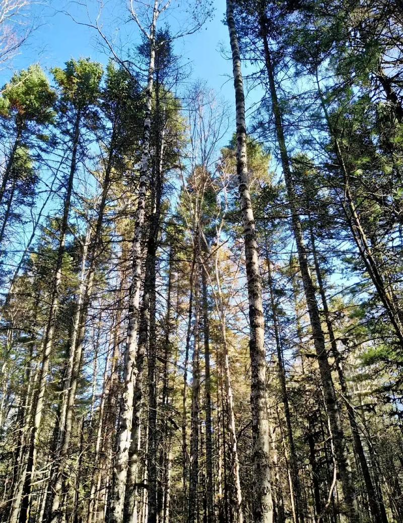 探寻密山之美,一座隐藏在东北的旅游胜地  第2张
