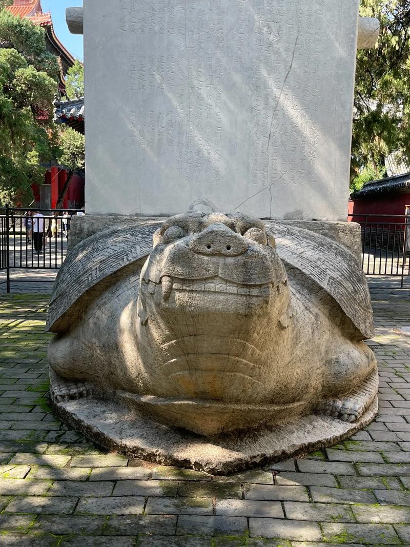 乌龟驮鱼,介绍神奇自然景观背后的奥秘  第2张