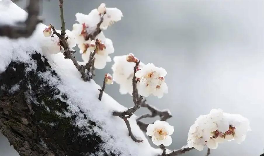 南宁赏白梅,冬日里的雪中精灵,古韵今风的诗意之旅 第2张 南宁赏白梅,冬日里的雪中精灵,古韵今风的诗意之旅 第2张